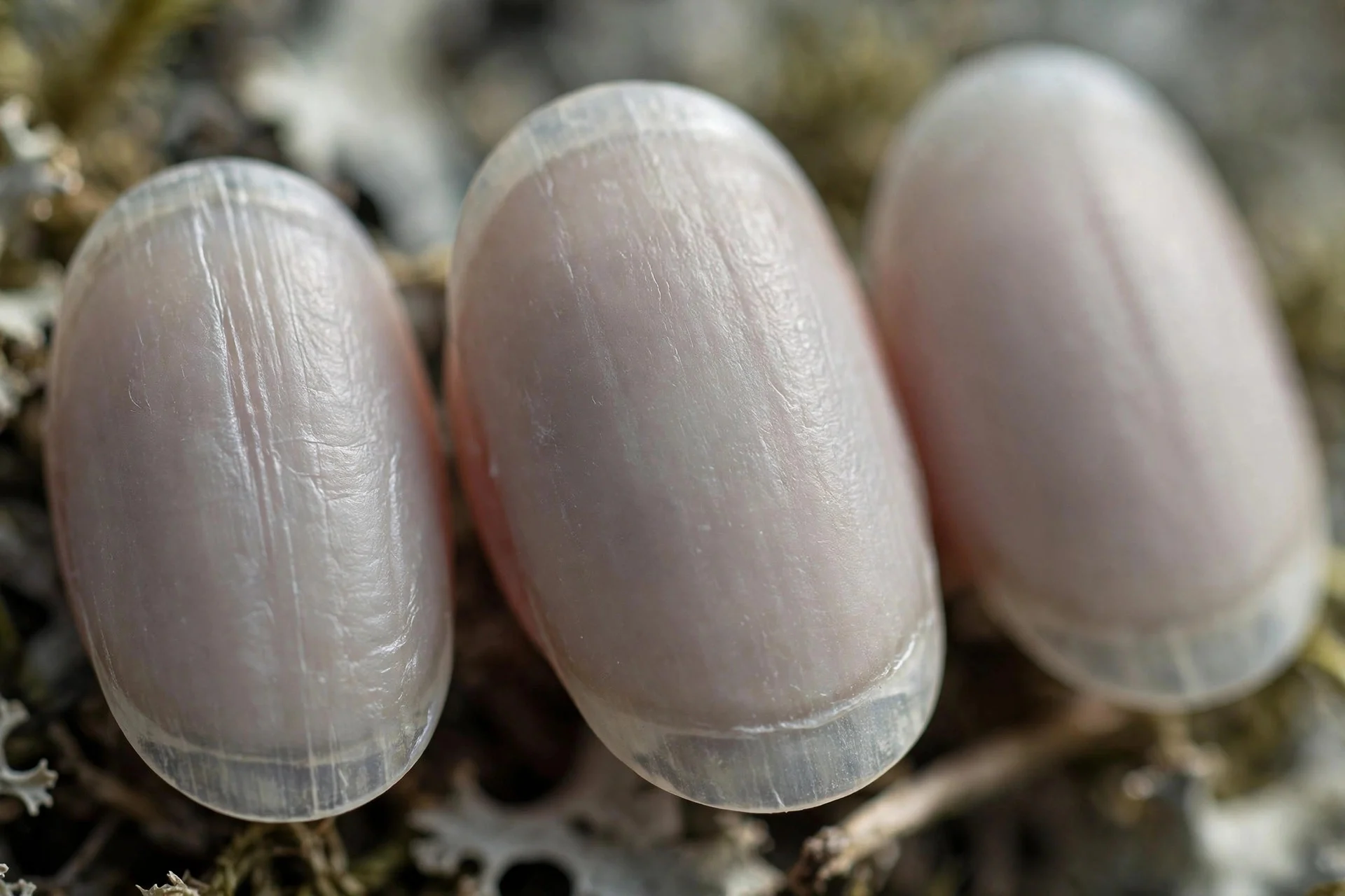 Translucent greige sheer nails, oval